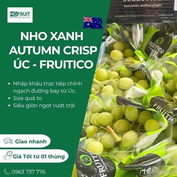 Nho xanh Autumn Crisp Úc Fruitico nhập khẩu chính ngạch tại Hoàng Giang Fruit