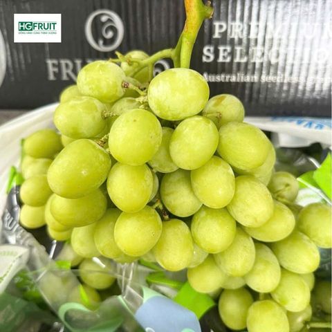  Nho Xanh Autumn Crisp Úc | Fruitico 