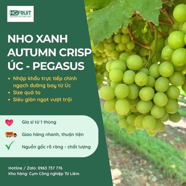Nho Xanh Không Hạt Autumn Crisp Úc | Pegasus
