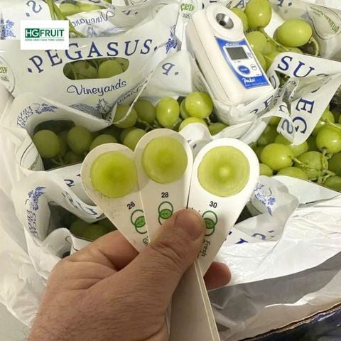  Nho Xanh Không Hạt Autumn Crisp Úc | Pegasus 