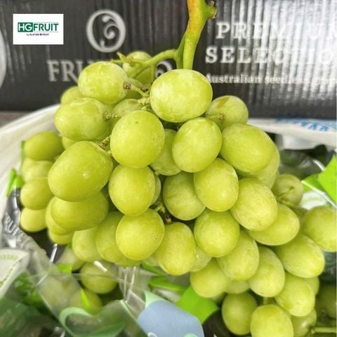 Nho Xanh Autumn Crisp Úc | Fruitico 