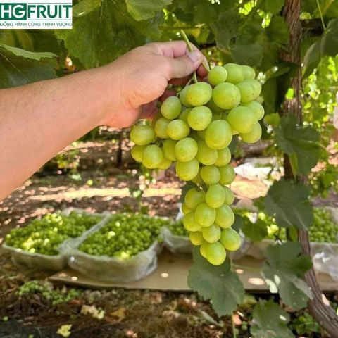  Nho Xanh Không Hạt Mỹ 