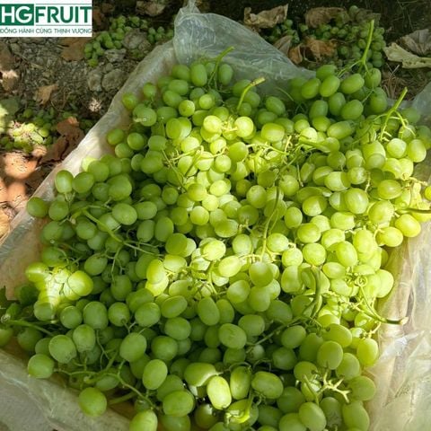  Nho Xanh Không Hạt Mỹ 