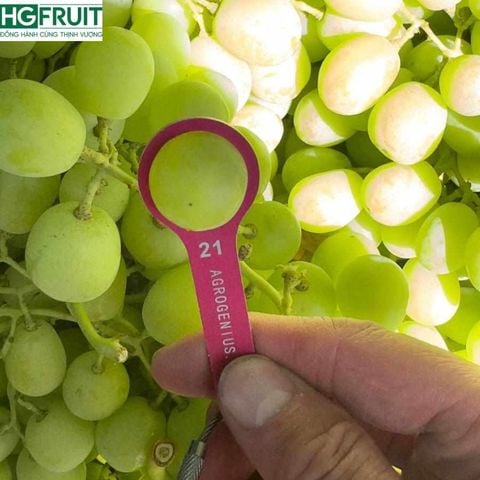  Nho Xanh Không Hạt Mỹ 