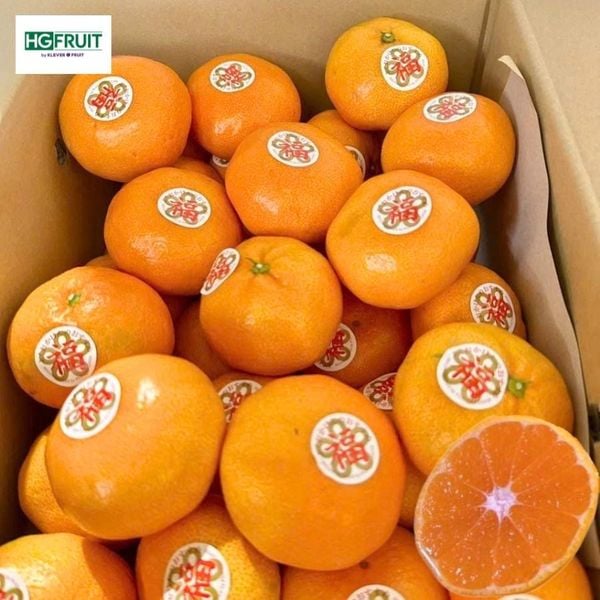 Quýt Fukuoka Nhật Bản
