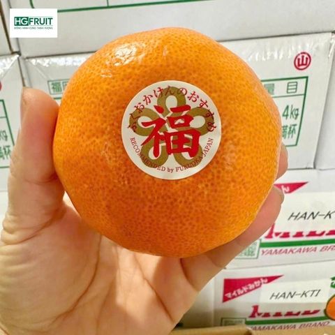  Quýt Fukuoka Nhật Bản 