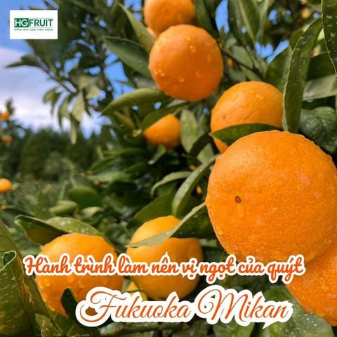 Quýt Fukuoka Nhật Bản 