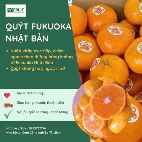  Quýt Fukuoka Nhật Bản 