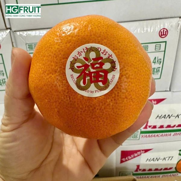 Quýt Nhật Giá Sỉ – Quýt Unshu Ehime Nhập Khẩu Chính Ngạch