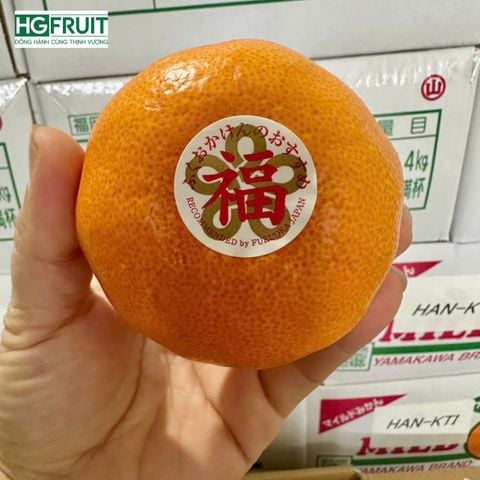  Quýt Nhật Bản 