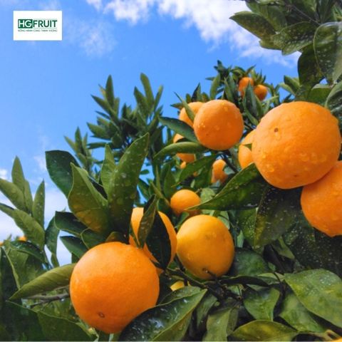  Quýt Fukuoka Nhật Bản 