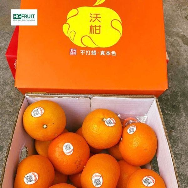 Quýt Orah Nội Địa Trung