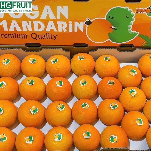 Quýt Orah Nội Địa Trung – Độc quyền phân phối sỉ tại Hoàng Giang Fruit