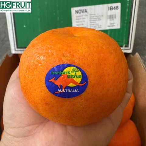  Quýt Úc 