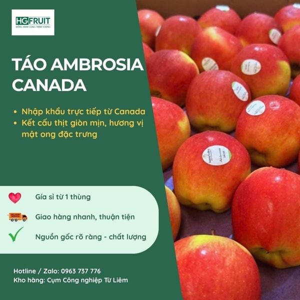 Táo Ambrosia canada sỉ giá tốt tại Hoàng giang Fruit