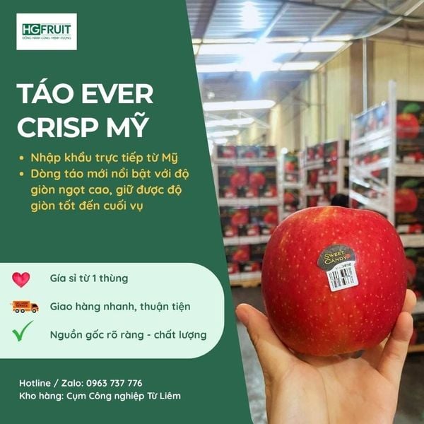 Táo Ever Crisp Mỹ giá sỉ