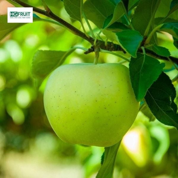 Táo xanh New Zealand Granny Smith giá sỉ tại Hoàng Giang Fruit