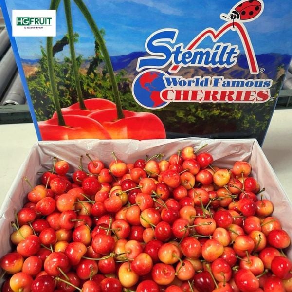 Cherry vàng stemilt