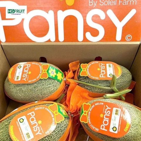  Dưa Lưới Pansy 
