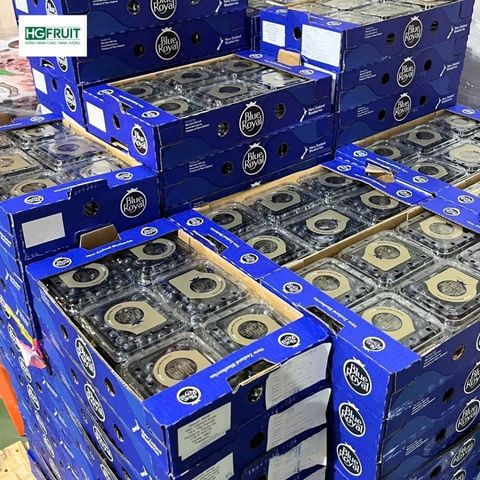  Việt quất New Zealand - New Zealand Blueberries 