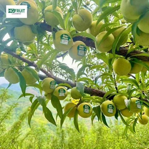  Mận Mật Ong Nội Địa Trung 