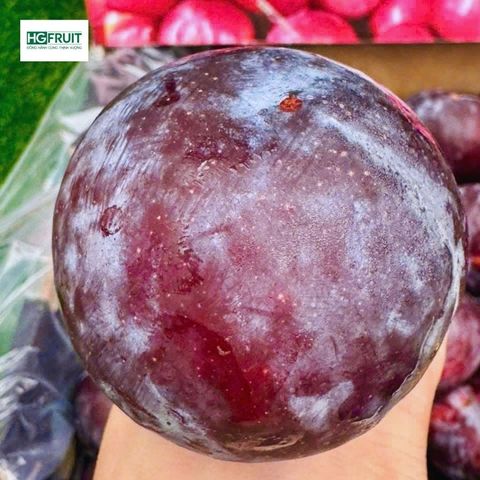  Mận Ruột Vàng Úc 