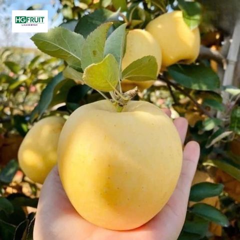  Táo Vàng Kinsei Nhật Bản 