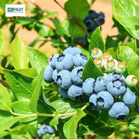  Việt quất New Zealand - New Zealand Blueberries 