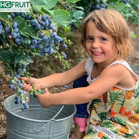  Việt Quất Canada hộp 125 gram 