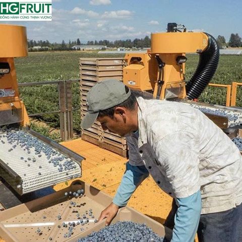  Việt Quất Canada hộp 125 gram 