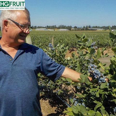  Việt Quất Canada hộp 125 gram 