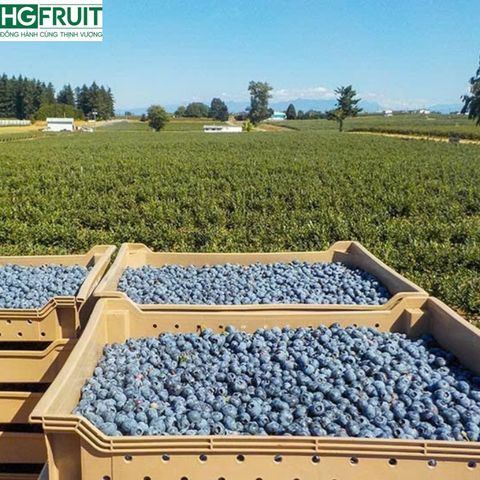  Việt Quất Canada hộp 125 gram 