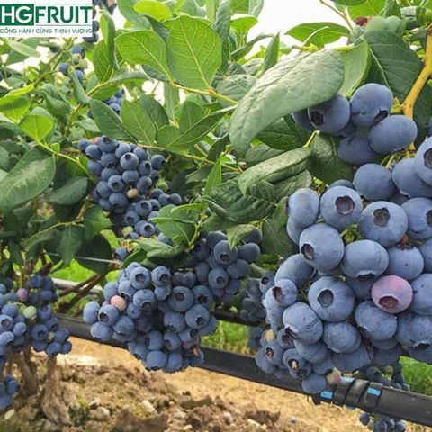  Việt Quất Canada hộp 125 gram 