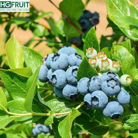  Việt Quất Canada hộp 125 gram 