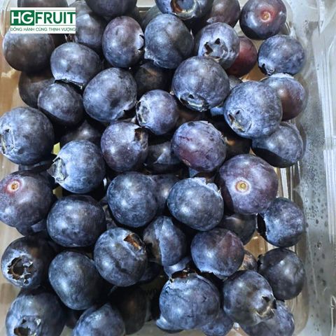 Việt quất New Zealand - New Zealand Blueberries 