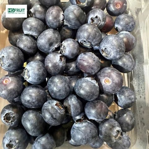  Việt quất New Zealand - New Zealand Blueberries 
