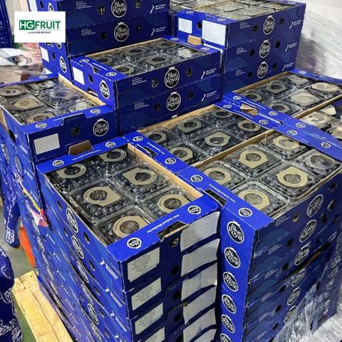  Việt quất New Zealand - New Zealand Blueberries 