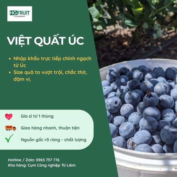 Việt Quất Úc giá sỉ tại Hoàng Giang Fruit