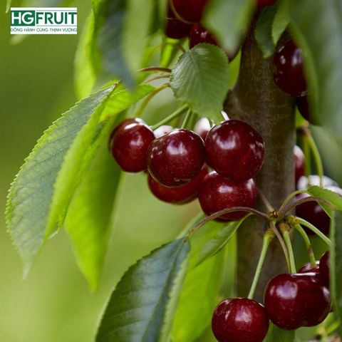 Cherry Đỏ Úc Size 26 - 28mm - Australian Cherries 