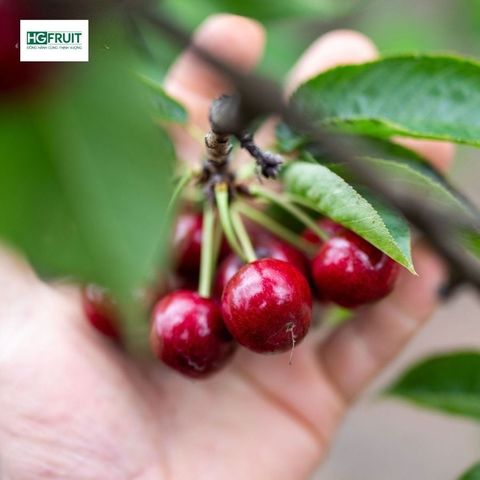 Cherry Đỏ Úc - Australian Cherries 