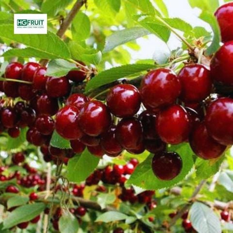  Cherry Mỹ 