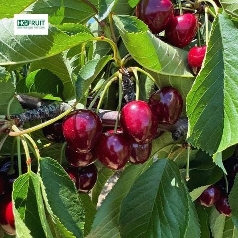  Cherry Mỹ 