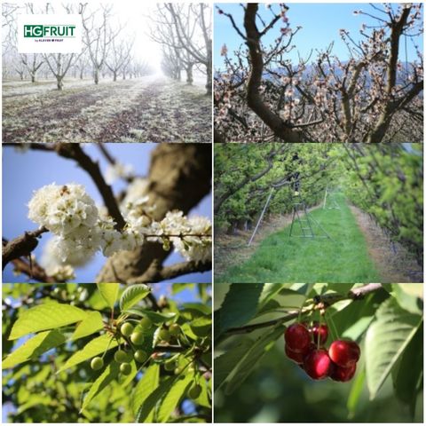  Cherry New Zealand 