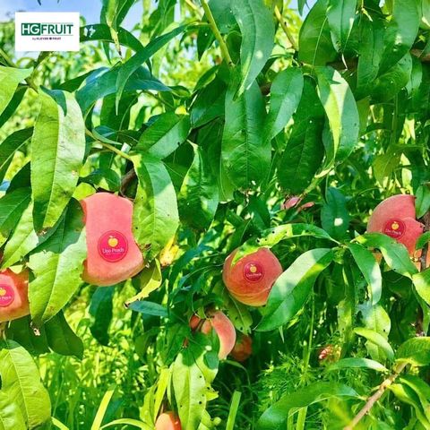  Đào Thiên Sơn Nội Địa Trung 