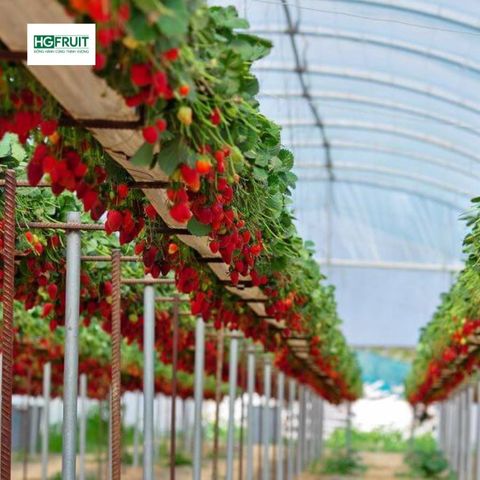  Dâu Tây Hàn Quốc 