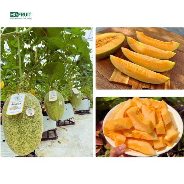 Dưa lưới Pansy ruột cam giá sỉ tại Hoàng Giang Fruit