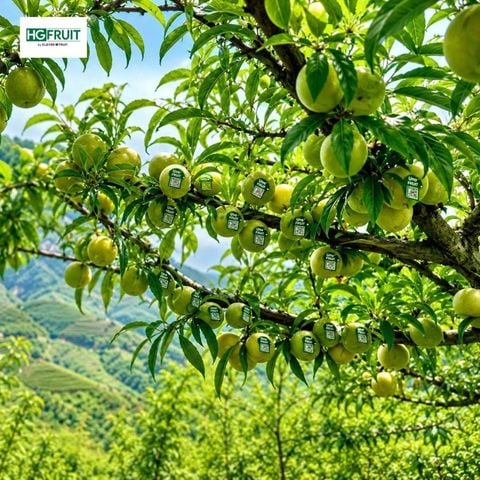  Mận Mật Ong Nội Địa Trung 