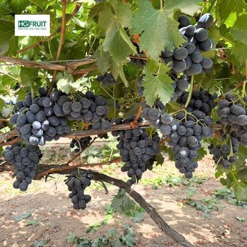  Nho Đen Không Hạt Úc 