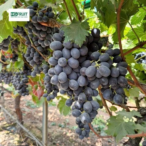  Nho Đen Không Hạt Úc 