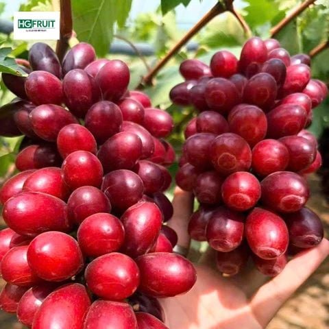  Nho Đỏ Hoàng Hậu Nội Địa Trung 